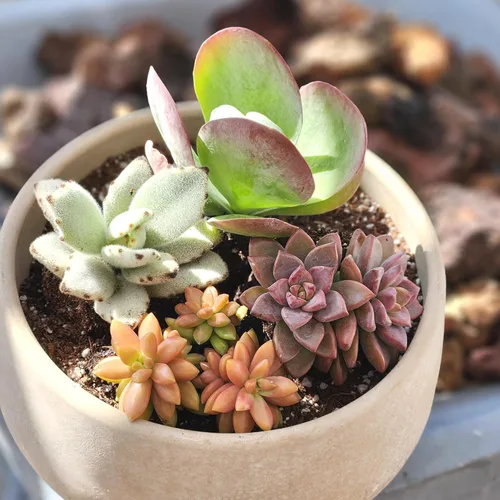 Miniatura 13 de Altman Plants, Plantas suculentas vivas (4 unidades), regalos para amantes de las plantas suculentas, plantas de interior vivas en tierra