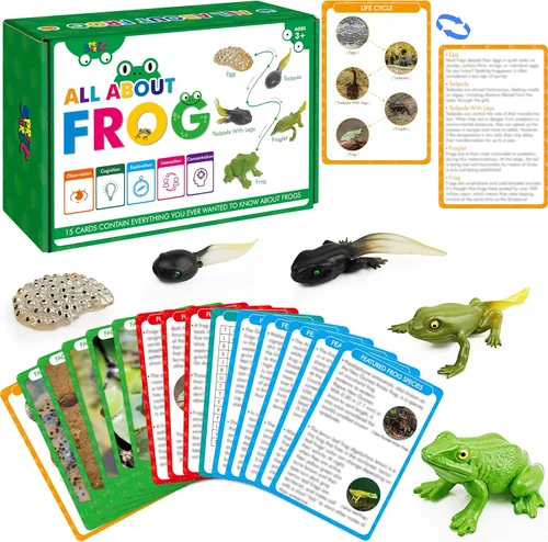 Miniatura 9 de 15 tarjetas de mariposa con 4 figuras de plástico, tarjetas de introducción de mariposas, insectos, huevo a mariposa, kit de juguete para niños