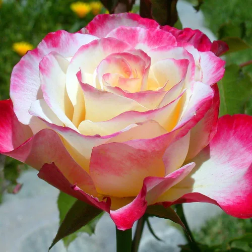 Miniatura 6 de Rose Bush - Planta viva de rosas trepadoras, arbusto vivo a raíz desnuda con tierra de 7 a 10 pulgadas de alto, rosas fragantes arbustos de rosas