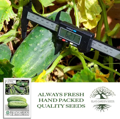 Miniatura 4 de Semillas de pepino Calypso para plantar, más de 25 semillas de reliquia por paquete, semillas de jardín de Isla (semillas de jardín de Isla)