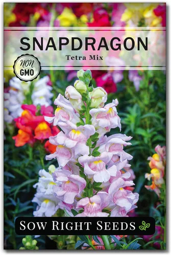 Sow Right Seeds - Semillas de snapdragon mix tetra para plantar - Paquete sin OMG y reliquia con instrucciones para cultivar - Espigas anuales