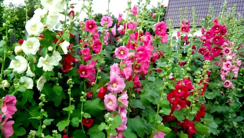 Miniatura 6 de Semillas Mezcla de Semillas de Malvarrosa Malva 30+ Semillas para Plantar Flores Perennes Vistosas Mezcla Multicolor