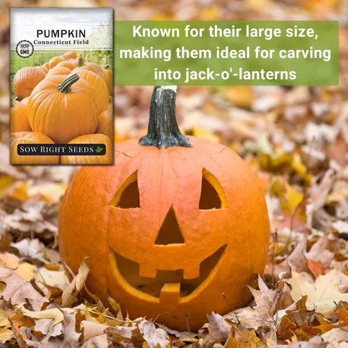 Miniatura 5 de Sow Right Seeds - Semillas de calabaza de campo de Connecticut para plantar - Paquete de reliquia sin OMG con instrucciones para plantar un huerto