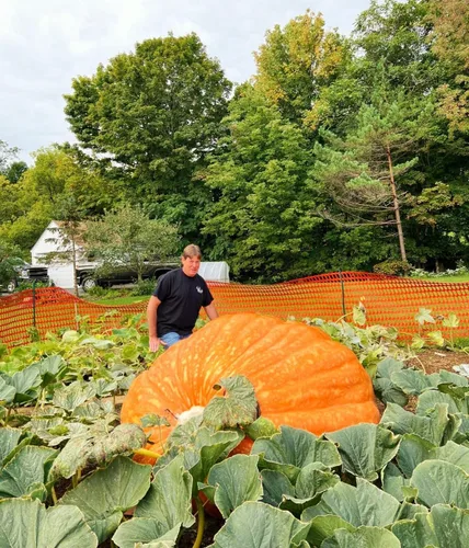 Miniatura 2 de TomorrowSeeds - Semillas de calabaza gigante del Atlántico de Dill's - Más de 20 unidades - para la competencia de tallado de reliquias