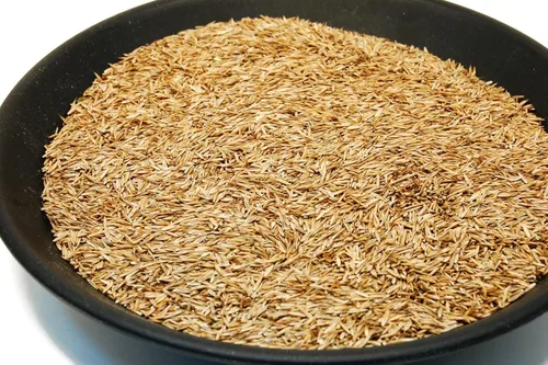 Miniatura 3 de Semilla de césped Festuca Alta Kentucky 31 K31 de Eretz - ¡Elige el tamaño! Certificado por el estado, sin rellenos, sin malas hierbas u otras