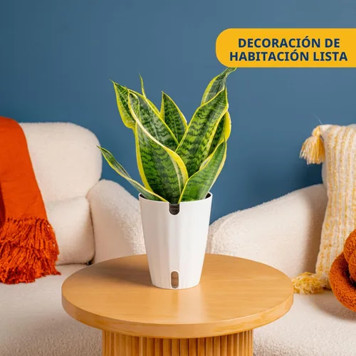 Miniatura 2 de Costa Farms - Planta de la serpiente viva de interior fácil de cultivar en maceta decorativa, elección del cultivador, regalo de inauguración