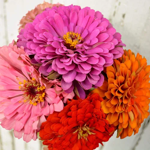 Miniatura 3 de Dahlia - Mezcla de zinnia florecida, 100 semillas, variedad de reliquia y polinización abierta, atrae mariposas y colibríes, semillas de flores sin