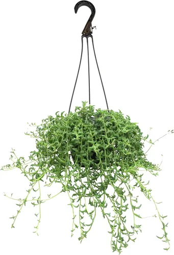 Miniatura 16 de Plants for Pets - Sedum Burrito de 6", plantas suculentas cola de burro, plantas suculentas Sedum vivas, plantas suculentas para el hogar, plantas