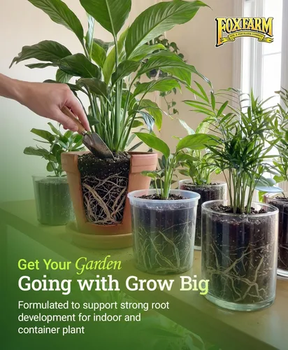Miniatura 6 de FoxFarm Grow Big - Alimento líquido para plantas en floración - Fertilizante para flores, frutas y verduras, perfecto para plantas en macetas