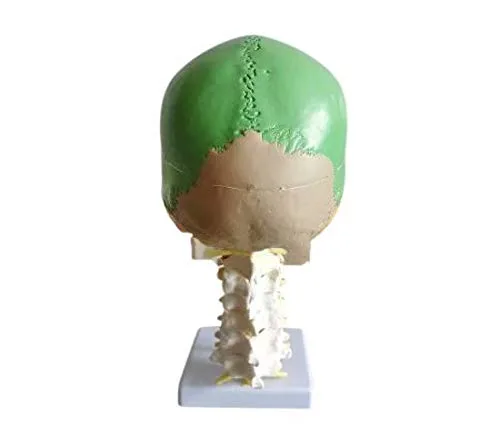 Miniatura 4 de Modelo de enseñanza anatómica del cráneo humano con 7 vértebras cervicales y arteria con soporte