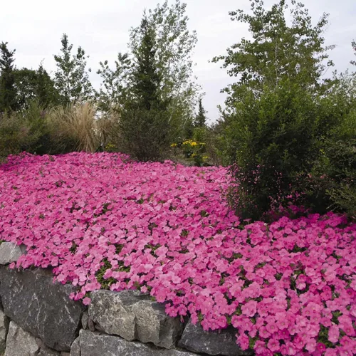 Wave Series Petunia Pink ~ 10 Semillas – Petunia Trasparente – 98–105 días – 24–48 pulgadas – Floraciones de 2 pulgadas – Ganador de la AAS – Anual