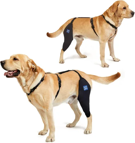 Rodillera para perro con arnés y cinturón de conexión, ligera y elástica, soporte para pierna trasera desgarrada del ligamento cruzado anterior,