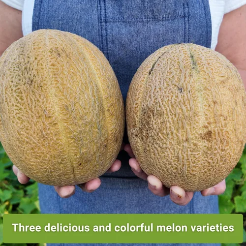 Miniatura 3 de Sow Right Seeds - Colección de semillas de frutas de melón para plantar - Paquetes individuales Honey Rock, Hales Best y Honeydew Melon - Semillas