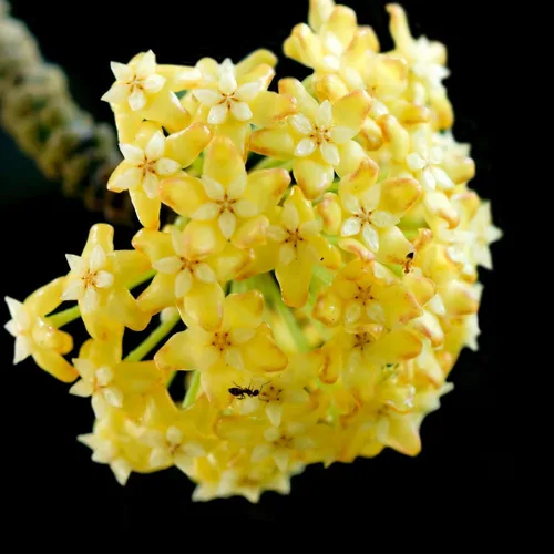 2 plantas Hoya de color amarillo claro, plantas de interior vivas para plantas de interior y exterior, iniciador de 5 a 8 pulgadas de alto, bien