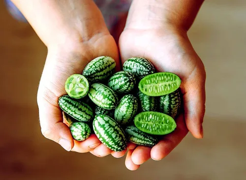 Miniatura 24 de Semillas de frutas para plantar - Semillas de frutas de jardín (caqui americano - 10 semillas)