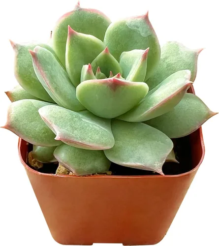 Miniatura 2 de Sprout N Green Echeveria 'Pink Tips', Mini planta suculenta viva totalmente arraigada en maceta de 2 pulgadas, planta de interior para interiores