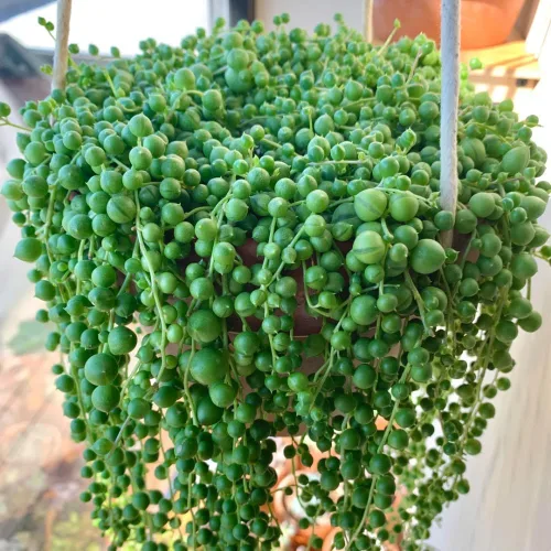 Miniatura 2 de Cadena de perlas planta viva en maceta de 4 pulgadas, suculentas raras en cestas colgantes, planta suculenta trepadora para casa u oficina