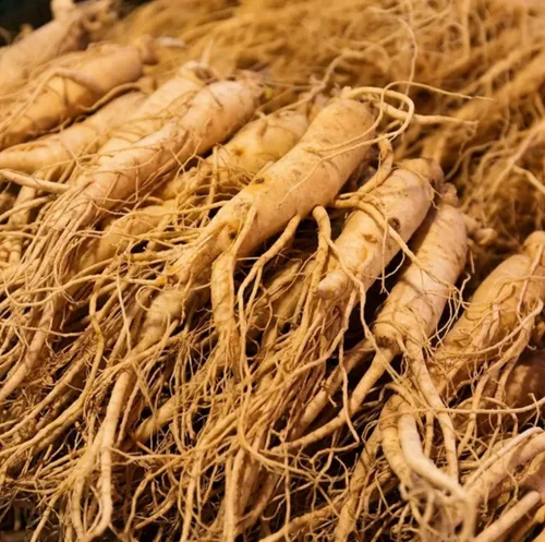 50 Semillas Ginseng Americano Semillas Preciosos Materiales Medicinales Ginseng Salvaje
