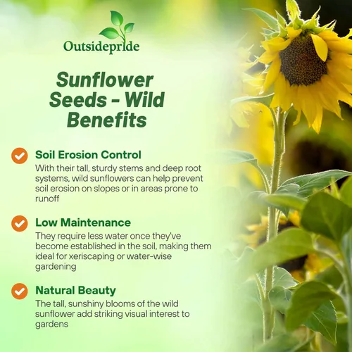 Miniatura 3 de Outsidepride Semillas de girasol silvestres para plantar, 1000 piezas anuales, fáciles de cultivar semillas de flores con flores vibrantes