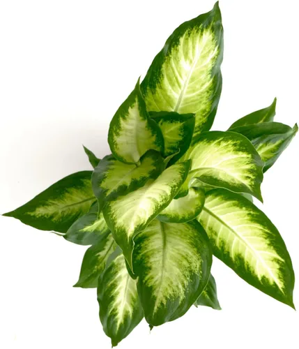 Miniatura 3 de Shop Succulents Dieffenbachia Camille, planta de interior viva, planta de casa tropical de bajo mantenimiento con hojas atractivas variegadas, ideal