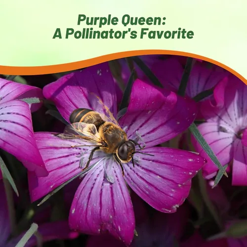 Miniatura 6 de Outsidepride Agrostemma - Semillas de flores moradas – 1000 piezas anuales, corncockle, variedad reliquia, fácil de cultivar, flores silvestres