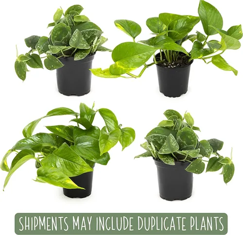 Miniatura 6 de Plantas de Pothos Vivas (4PK) Plantas de Interior Vivas Plantas de Casa, Planta de Pothos Viva Plantas de Casa, Planta de Dinero Pothos