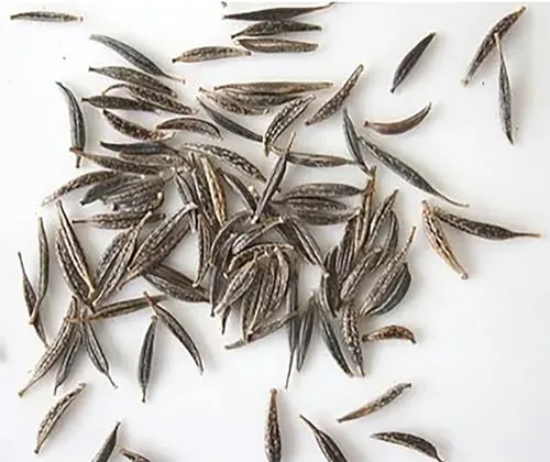 Miniatura 4 de Semillas cosmos de naranja azufre altas, largo período de floración en todas las zonas, hasta 5 pies de alto