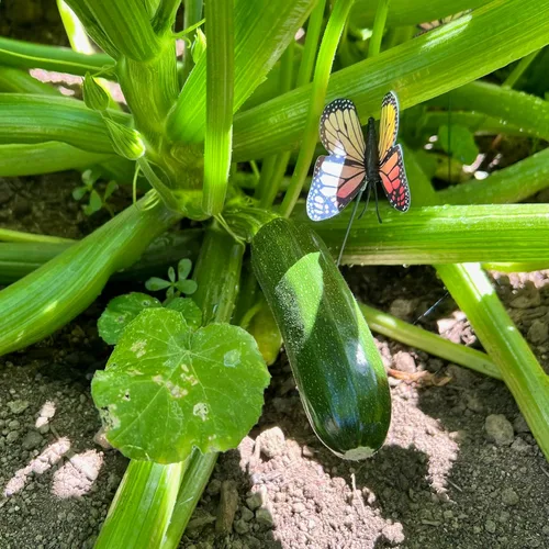 Miniatura 7 de Plant Good Seed Semillas de calabacín orgánicas Black Beauty, paquete de 20, semillas tradicionales para plantar verduras, suministros