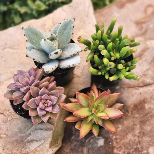 Miniatura 7 de Altman Plants, Plantas suculentas vivas (4 unidades), regalos para amantes de las plantas suculentas, plantas de interior vivas en tierra