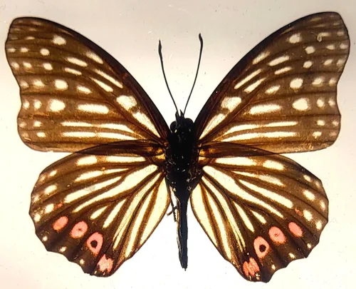 Miniatura 22 de Mariposa Bluebottle real de 2.9 pulgadas en resina de Lucite transparente, grafio, sarpedón, colección de manualidades para biología, ciencias