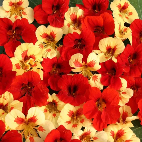 Miniatura 7 de Outsidepride Semillas de capuchina en crema de fresa, 25 unidades, anuales, fáciles de cultivar y versátiles, semillas de flores para plantar flores