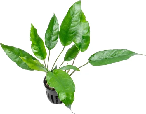 Miniatura 13 de SubstrateSource Plantas vivas – Anubias Hastifolia (Anubias hastifolia) – Luz baja a moderada, hojas en forma de flecha de color verde medio a