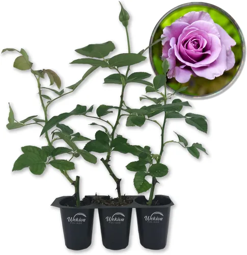 Miniatura 7 de Lagerfeld Rose Bush - 4 plantas de inicio en macetas de 2 pulgadas - Rosa herencia bellamente fragante de Florida - Una belleza versátil con una