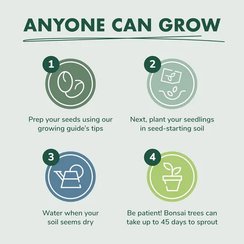 Miniatura 5 de Kit de principiantes de semillas de árbol Bonsai, Mini juego de cultivo de plantas Bonsai, 4 tipos de semillas, macetas, tijeras de podar
