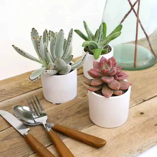 Miniatura 2 de Plants for Pets Suculentas (paquete de 3), plantas suculentas vivas en macetas blancas, mini plantas suculentas, regalos únicos de jardinería