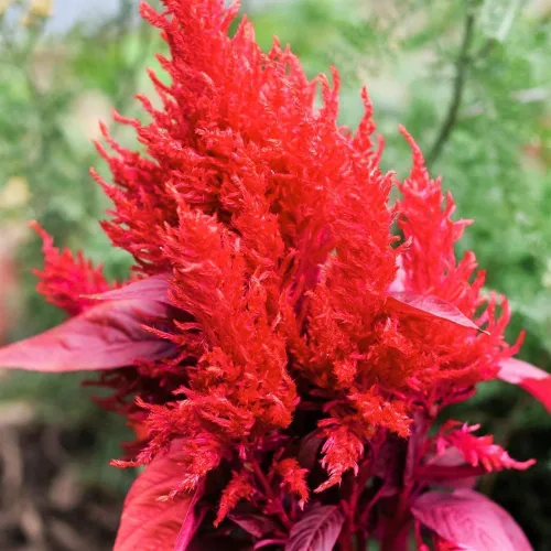 Miniatura 5 de TomorrowSeeds - Semillas de celosia rojo escarlata Plume - Más de 500 unidades - para plantar Celosia roja Argentea Plumosa Plumosa Cockscomb