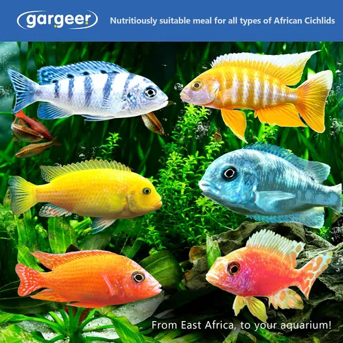 Miniatura 5 de Gargeer Alimento de pescado cíclido africano de 3 onzas para criadores avanzados. Dieta completa de gel cíclidos africanos para jóvenes y adultos.