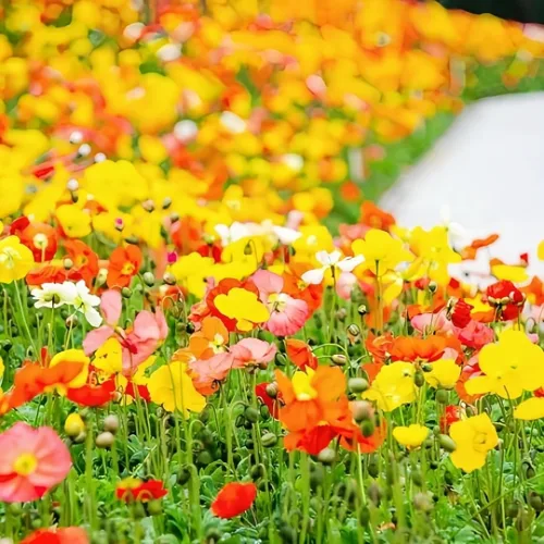 Miniatura 3 de 1000 semillas perennes de amapola de Islandia, fáciles de plantar, flores pastel brillantes y suaves de larga duración para los amantes del jardín