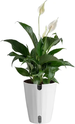 Miniatura 12 de Costa Farms Peace Lily - Planta viva en maceta decorativa, planta de interior purificadora de aire, perfecta para decoración del hogar, habitación u
