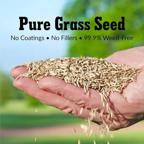 Miniatura 4 de GreenView Pure Grass Seed Sunny Mixture, bolsa de 20 libras. Cubre hasta 10,000 pies cuadrados.