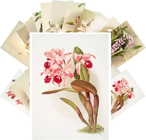 PIXILUV Postales vintage (24 piezas de 4 x 6 pulgadas cada una) Fantásticas flores de orquídeas antiguas libro botánico ilustración vintage tarjetas