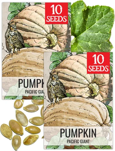 Miniatura 13 de Seed Needs, Jack O' Lantern - Semillas de calabaza – 25 semillas tradicionales para plantar Cucurbita Pepo – Sin OMG y sin tratar, ideal para tallar