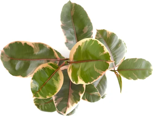 Miniatura 2 de Shop Succulents Ficus Tineke, planta de interior viva, árbol de goma de bajo mantenimiento con hojas rosas y verdes vibrantes, ideal para decoración