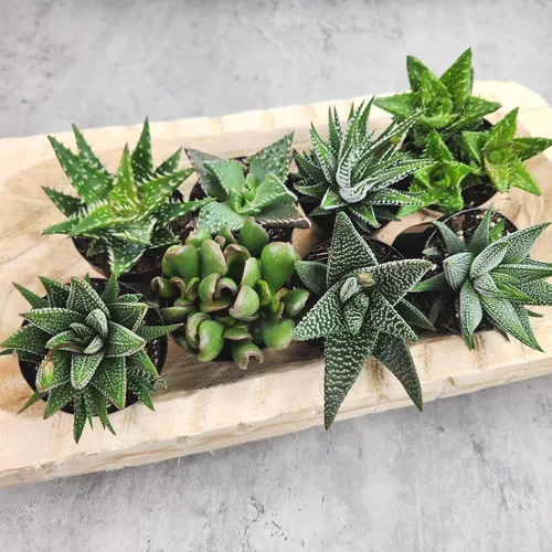Miniatura 4 de Altman Plants, Plantas suculentas surtidas vivas para el hogar (4 paquetes), plantas suculentas para oficina y hogar, plantas vivas para interiores