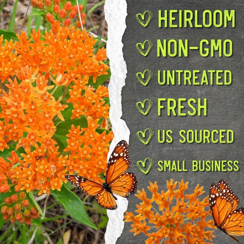 Miniatura 6 de Seed Needs Semillas de algodoncillo naranja para plantar malezas de mariposa, semillas de flores perennes sin tratar para cultivar un jardín