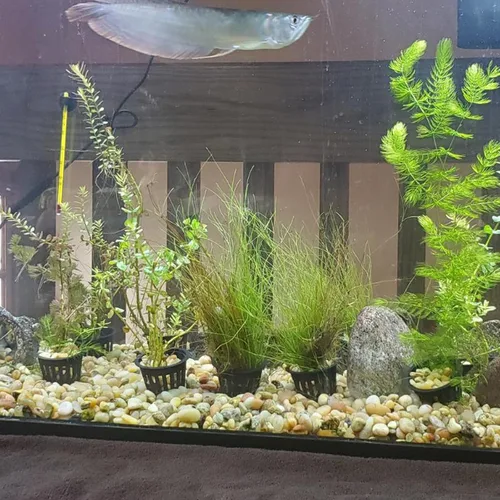 Miniatura 5 de JOIKIT Paquete de 50 macetas de red de plástico de 5 pulgadas, macetas de red de cultivo hidropónico, copas de red de malla ranurada para jardín