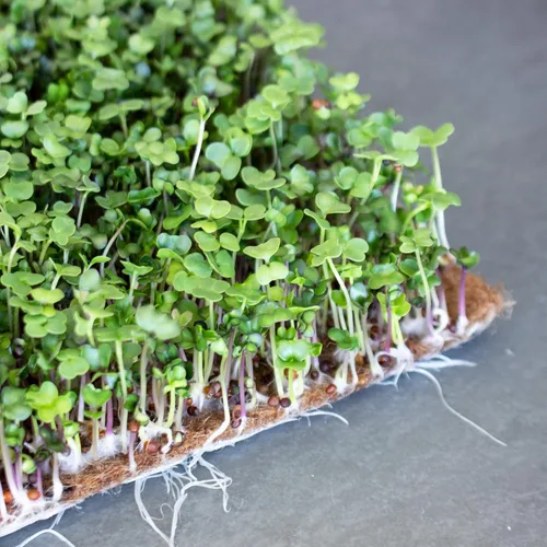 Miniatura 3 de Handy Pantry Pro Micro Jute Microgreens - Alfombrillas de cultivo de 10 x 20 pulgadas para bandejas de cultivo 1020 – Paquete de 10 almohadillas