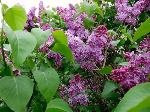 Miniatura 6 de 50 Violetas Semillas Lila Extremadamente Fragante Syringa Villosa Árbol Lila Arbusto Syringa Vulgaris