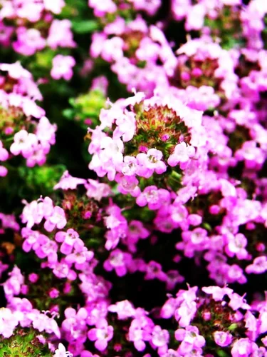 Miniatura 3 de Semillas de tomillo rastrero - Thymus Serpyllum - Cubierta de suelo perenne - 10000 piezas de semillas