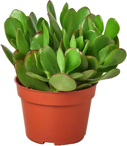Suculenta Crassula Jade Planta viva para interior | Diferentes plantas de interior en maceta de 4 y 6 pulgadas | Planta de casa real para sala de